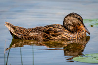 Mallard
