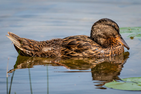 Mallard