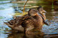 JuvenileMallard