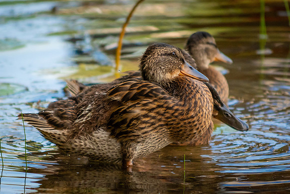 JuvenileMallard