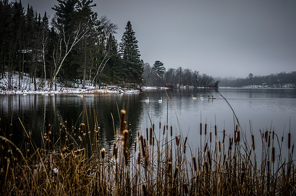 Trumpeter Swans on Eagle Lake - Fifty Lakes, MN