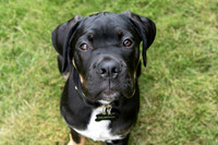 Pet photography session in Fifty Lakes, Minnesota - Butterfield Lake