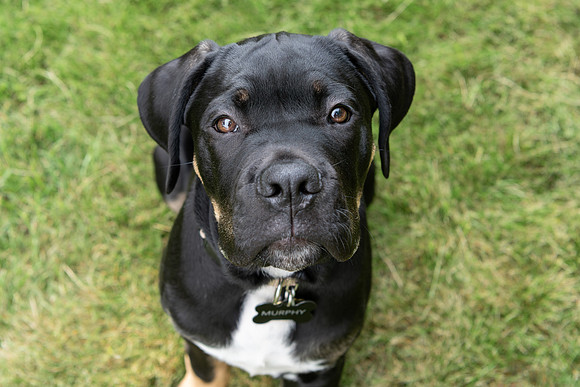 Pet photography session in Fifty Lakes, Minnesota - Butterfield Lake