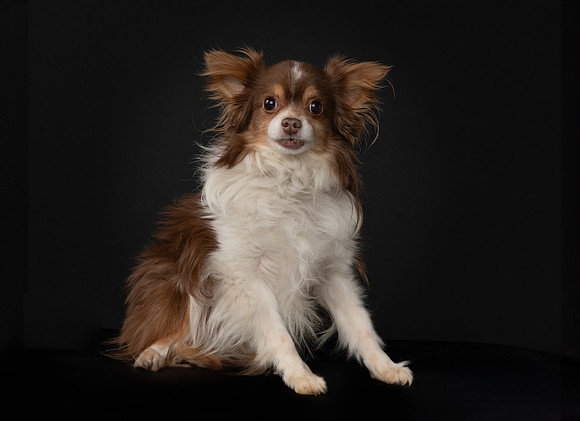 Pet photography session in Brooklyn Park, Minnesota