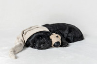 Pet photography session in Blaine, Minnesota
