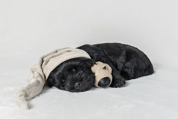 Pet photography session in Blaine, Minnesota