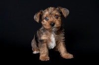 Pet photography session in Blaine, Minnesota