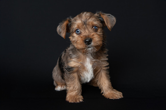 Pet photography session in Blaine, Minnesota