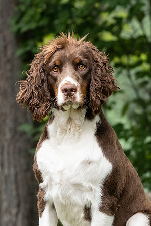 Pet photography session in Fifty Lakes, Minnesota - Butterfield Lake