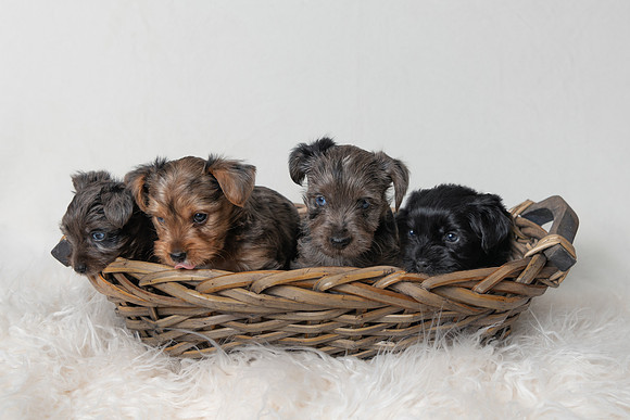 Pet photography session in Blaine, Minnesota