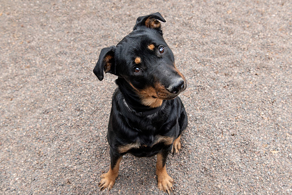 Pet photography session in Coon Rapids, Minnesota - Animal Humane Society