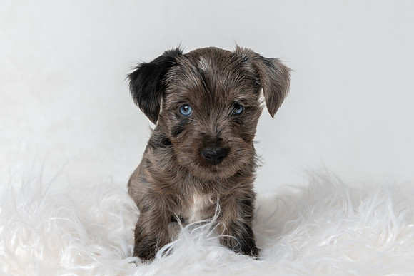 Pet photography session in Blaine, Minnesota