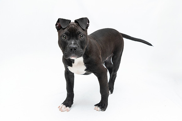 Pet photography session in Coon Rapids, Minnesota - Animal Humane Society