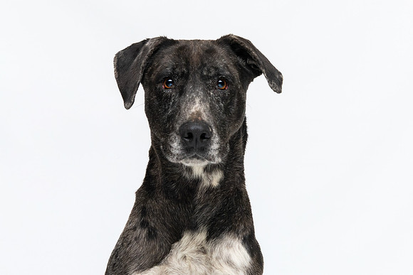 Pet photography session in Coon Rapids, Minnesota - Animal Humane Society