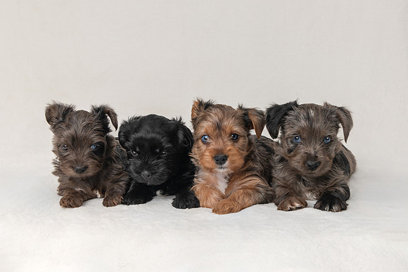 Pet photography session in Blaine, Minnesota