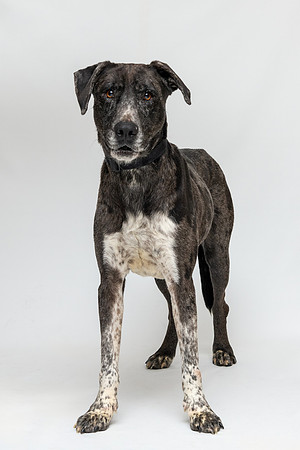 Pet photography session in Coon Rapids, Minnesota - Animal Humane Society